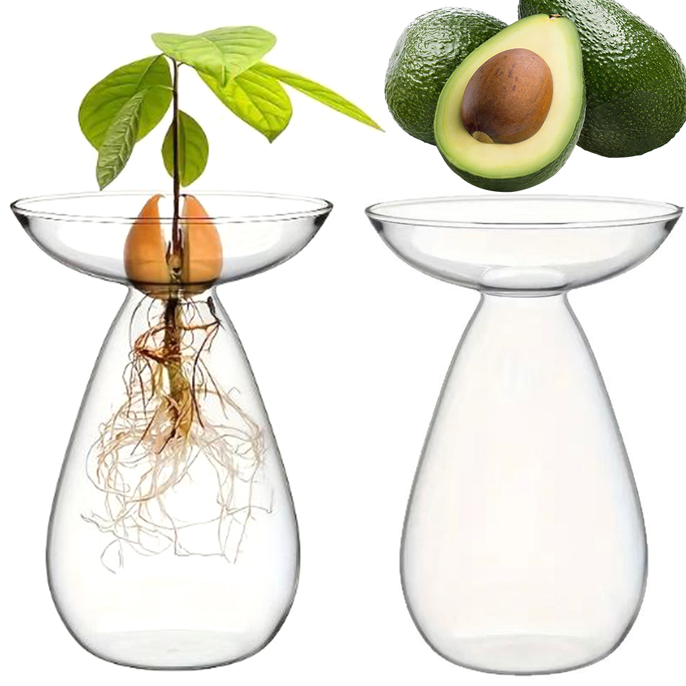 Avocado Zaad Starter Hydroponi - Propagation Station Vase recensie en prijs