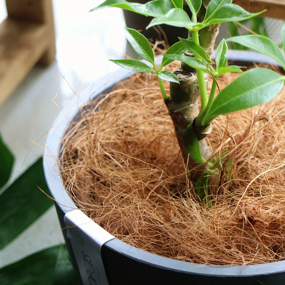 Natuurlijke Coconut Husk Fiber - Sphagnum Moss Dry recensie en prijs